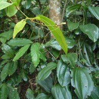 Smilax perfoliata Lour.